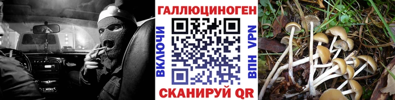 shop телеграм  Темрюк  Галлюциногенные грибы Psilocybine cubensis 